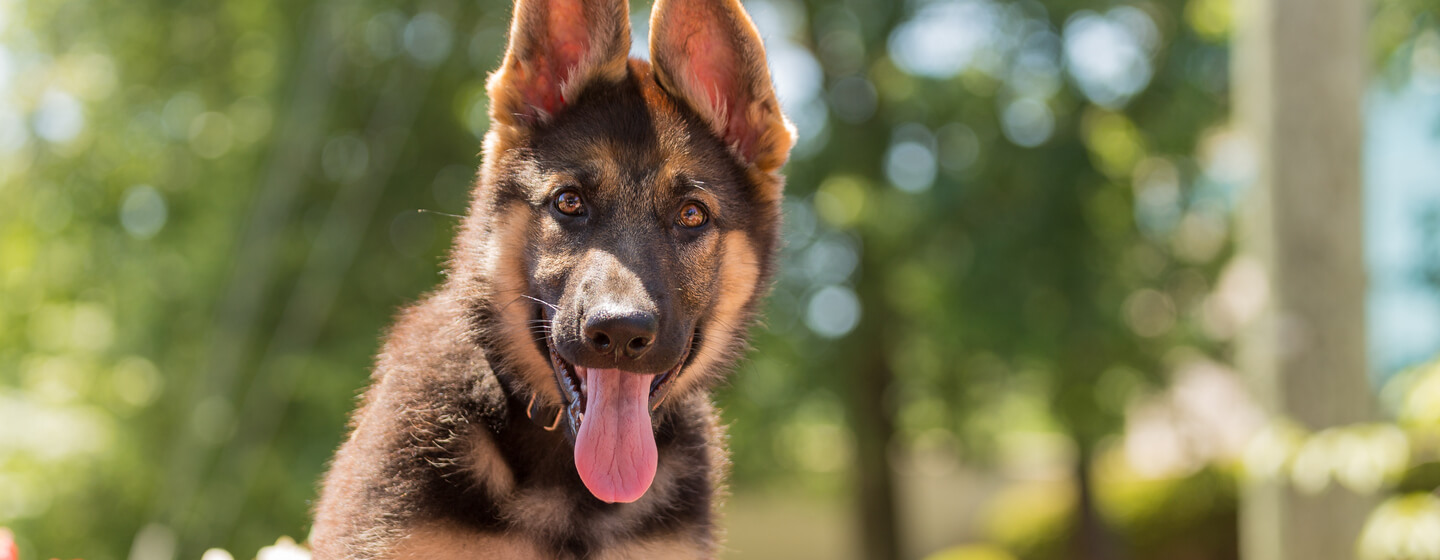 Best companion dog hot sale for german shepherd